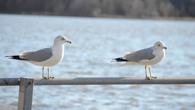 animated GIF of two seagulls