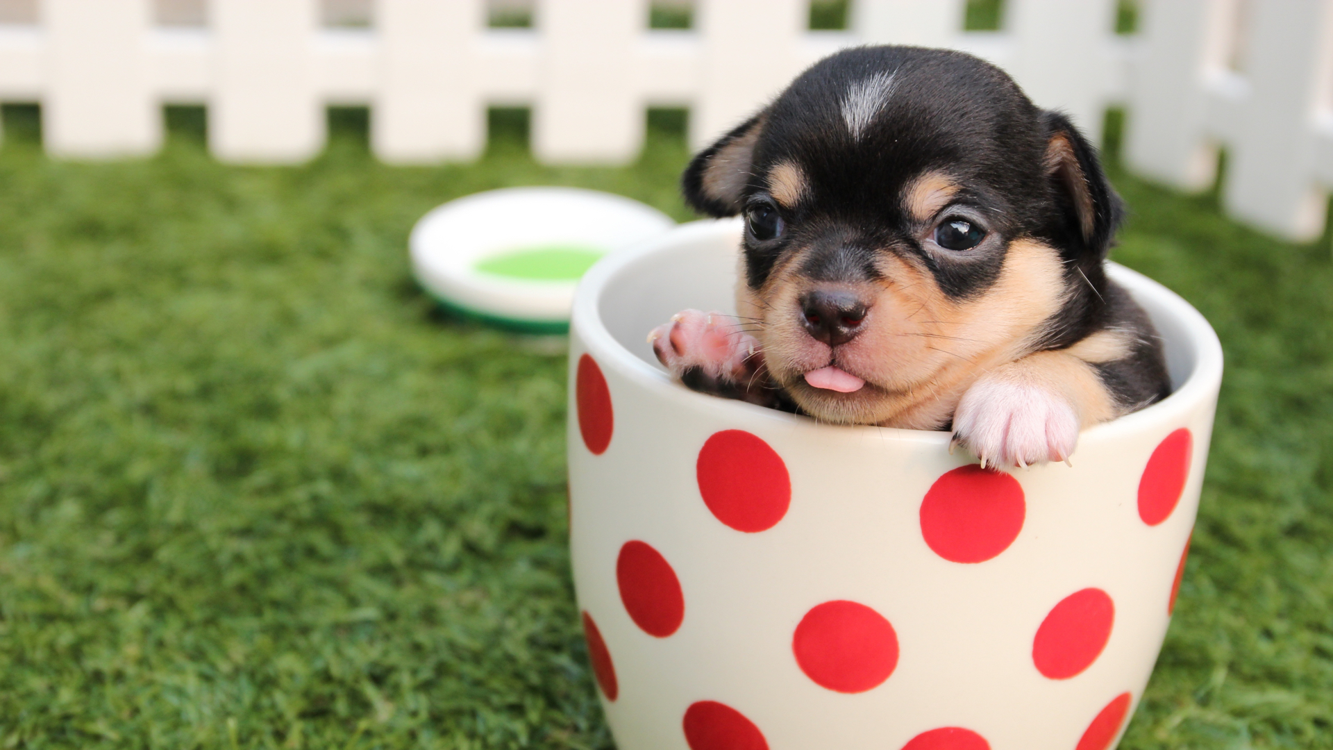 photo of puppy in cup
