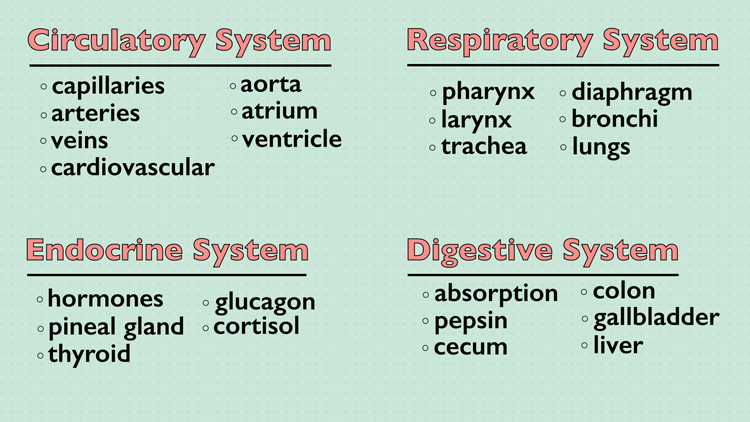 various vocab words organized into groups by body system