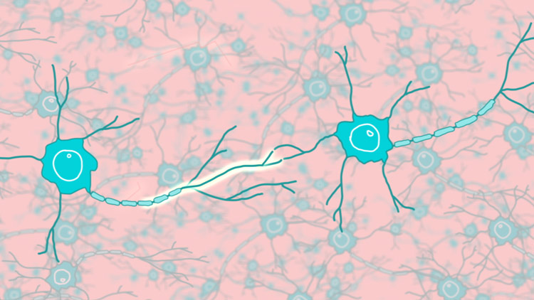 illustration of an impulse travelling between two neurons