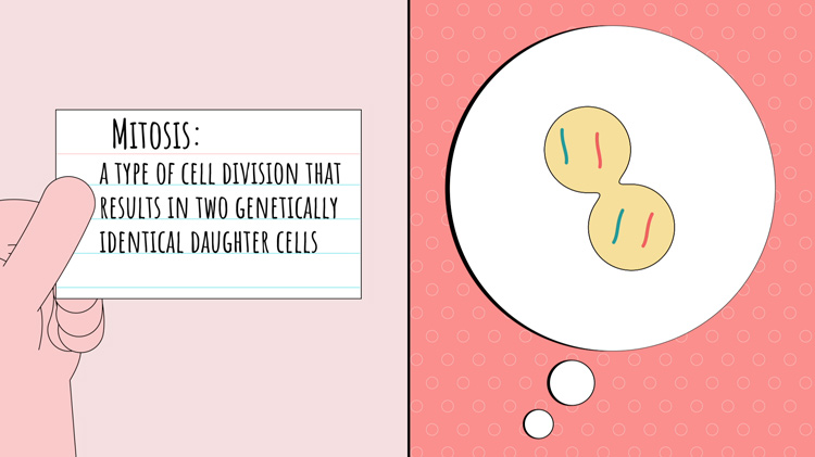 illustration of the definition for mitosis on a notecard and an image to accompany it