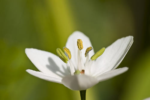 A close-up photo of a flower