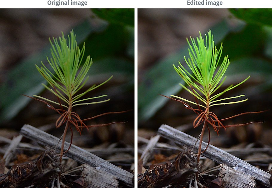 an image comparing the same photo before and after basic corrections