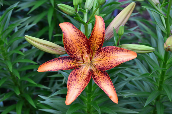 image of lily