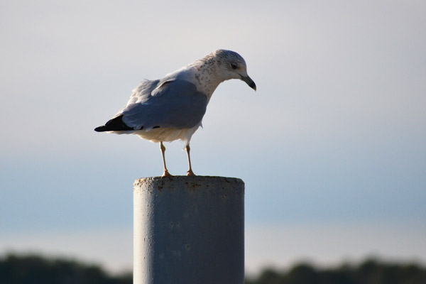 image of seagull